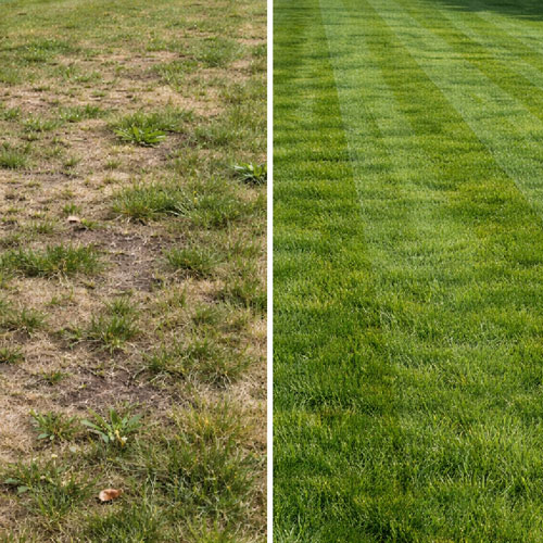 Common Lawn Problems in South Jersey